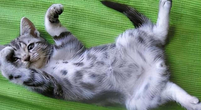 猫咪一见你就露肚皮，大多暗示了这些！