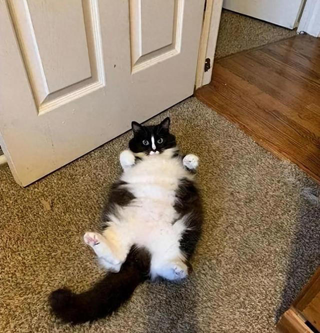 猫咪一见你就露肚皮，大多暗示了这些！