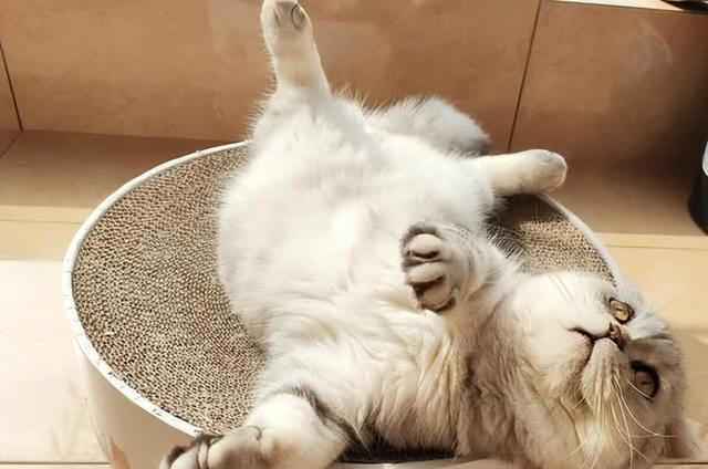 猫咪一见你就露肚皮，大多暗示了这些！