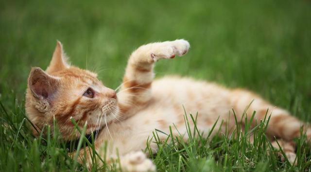 猫咪一见你就露肚皮，大多暗示了这些！