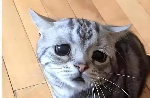 猫咪闯祸后慌了，这6种表现求原谅，你看出几个？