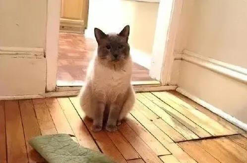 猫咪闯祸后慌了，这6种表现求原谅，你看出几个？