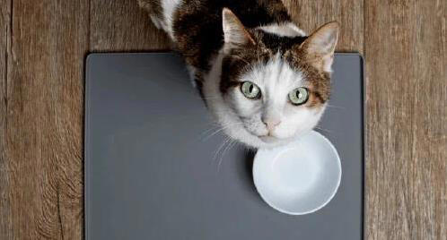 猫咪闯祸后慌了，这6种表现求原谅，你看出几个？