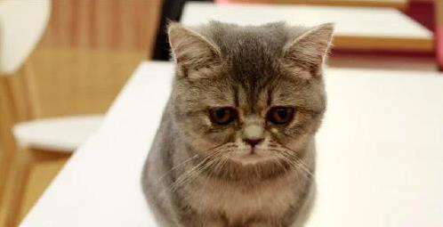 猫咪闯祸后慌了，这6种表现求原谅，你看出几个？