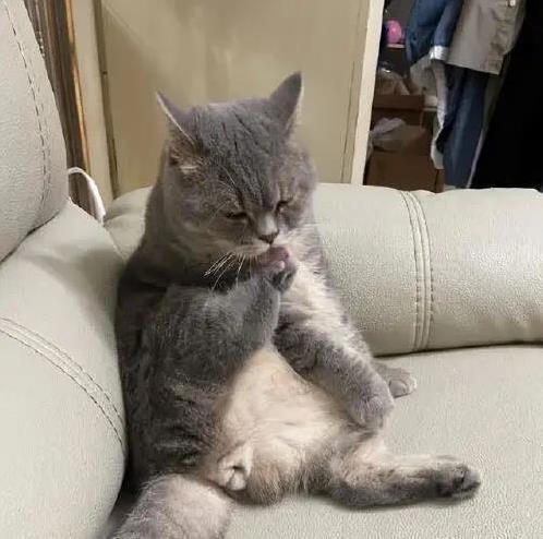 猫咪闯祸后慌了，这6种表现求原谅，你看出几个？