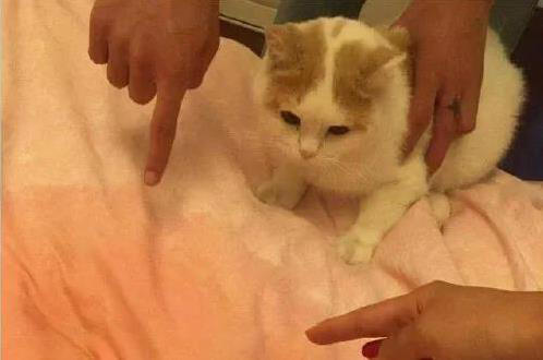 猫咪闯祸后慌了，这6种表现求原谅，你看出几个？