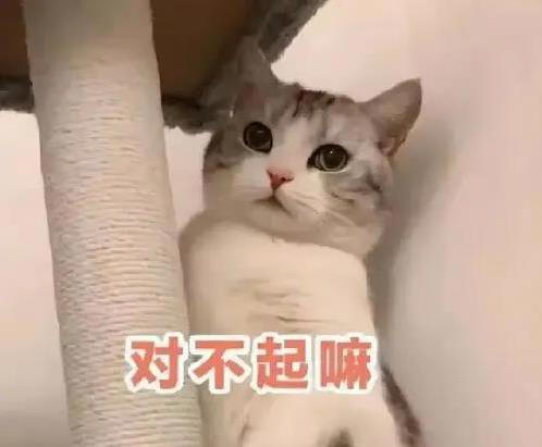 猫咪闯祸后慌了，这6种表现求原谅，你看出几个？