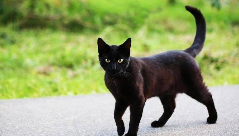 猫咪舔你一口藏秘密，传递信任信号，你家猫咪说了啥？