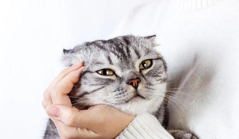 猫咪舔你一口藏秘密，传递信任信号，你家猫咪说了啥？