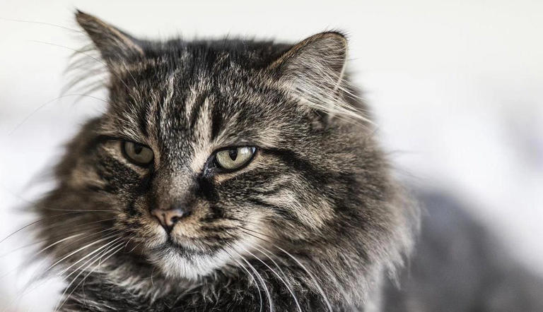 猫咪舔你一口藏秘密，传递信任信号，你家猫咪说了啥？