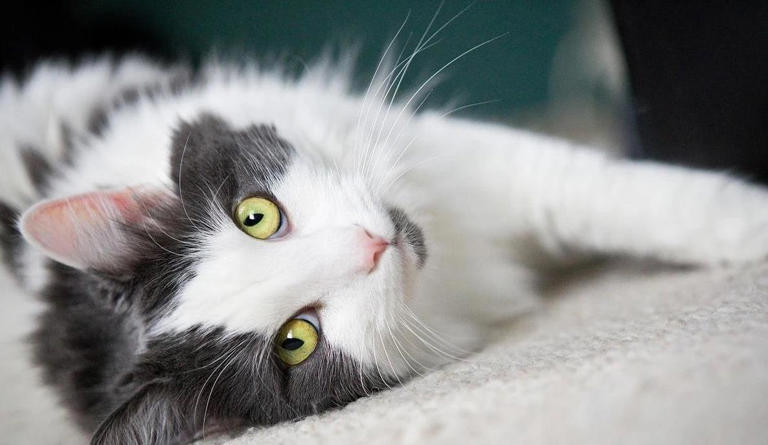 猫咪舔你一口藏秘密，传递信任信号，你家猫咪说了啥？