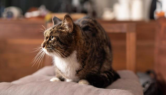 你知道吗？狸花猫是一种非常聪明的家猫品种！