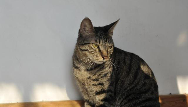 你知道吗？狸花猫是一种非常聪明的家猫品种！