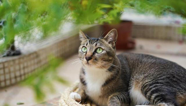 你知道吗？狸花猫是一种非常聪明的家猫品种！