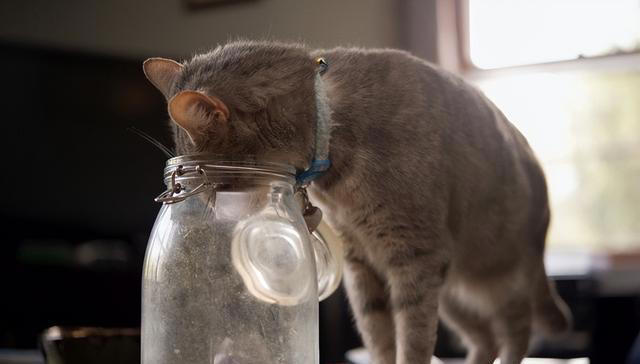 爱猫人士的福音：揭秘猫咪的5大最爱美食