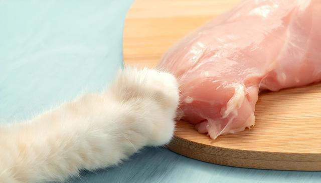 爱猫人士的福音：揭秘猫咪的5大最爱美食