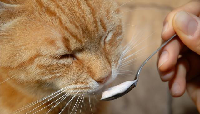 爱猫人士的福音：揭秘猫咪的5大最爱美食