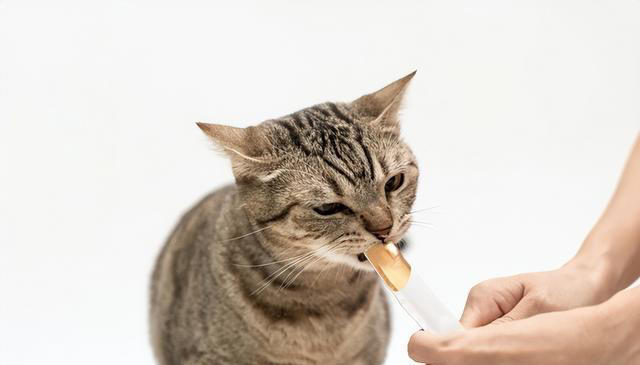 爱猫人士的福音：揭秘猫咪的5大最爱美食