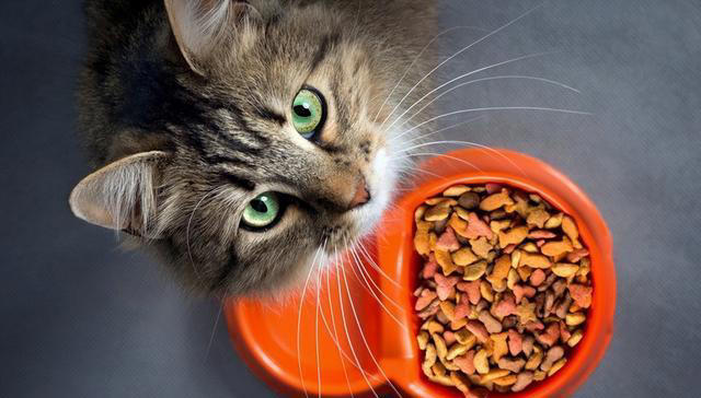 爱猫人士的福音：揭秘猫咪的5大最爱美食