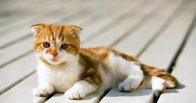 小猫咪满屋跑，偷蹭你腿撒娇，幸福感爆棚？