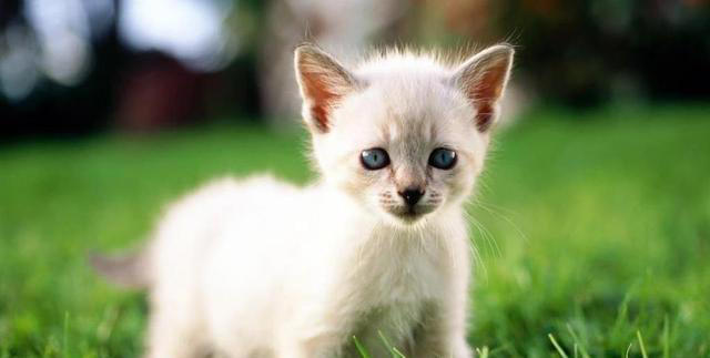 小猫咪满屋跑，偷蹭你腿撒娇，幸福感爆棚？