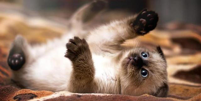 小猫咪满屋跑，偷蹭你腿撒娇，幸福感爆棚？