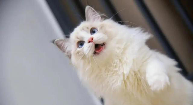 小猫咪满屋跑，偷蹭你腿撒娇，幸福感爆棚？