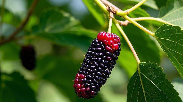 桑葚成为关注对象！医生：常吃桑葚，不出1个月，身体或有4大改善