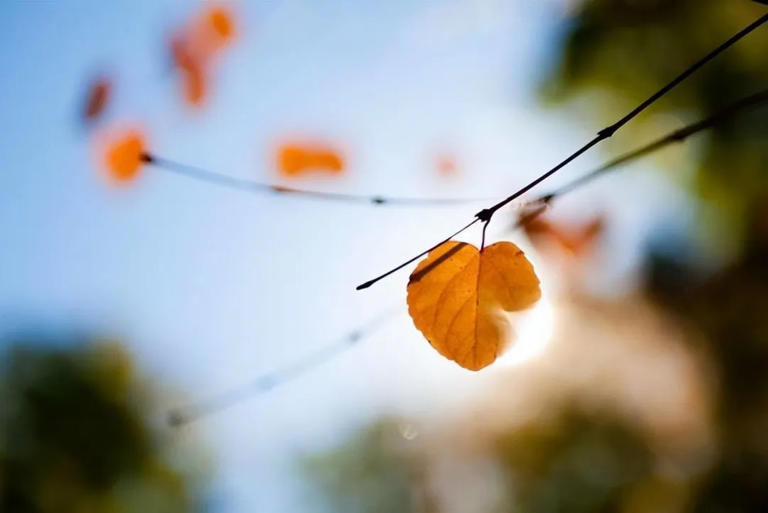 不要以为保持低调是很简单的一件事情。 生活中的大多数人，都很难在某些事上做到低调，他们总是有着很强的虚荣心，总是想着在人前炫耀。 甚至会不分轻重的张狂。 这是因为人处在群体中，会有本能的社交需求，会想要别人认同他，高看他，欣赏他，这样才能产