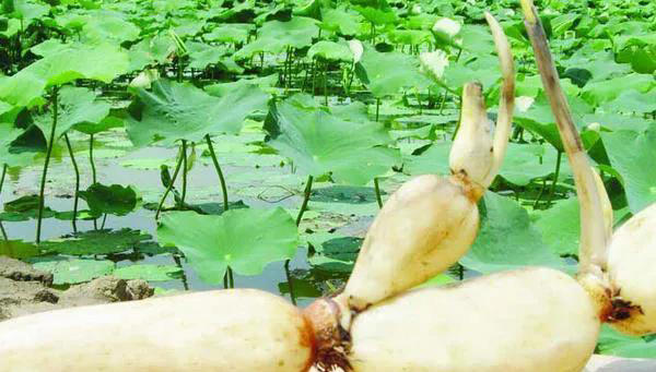 秋天的莲藕最补人！分享莲藕的五种做法，简单易做，家人们都爱吃