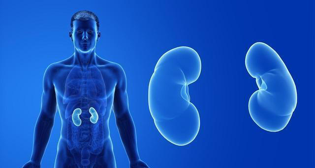 肾脏决定寿命，肾内科医生：别太节约，这6种食物可以常吃