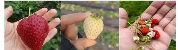 草莓、蓝莓、树莓……这些“莓”果，都是一家吗？