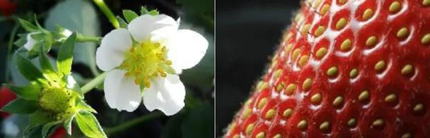 草莓、蓝莓、树莓……这些“莓”果，都是一家吗？