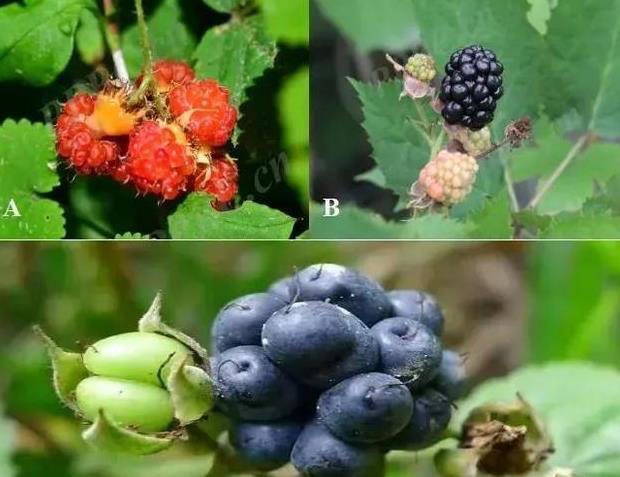 草莓、蓝莓、树莓……这些“莓”果，都是一家吗？