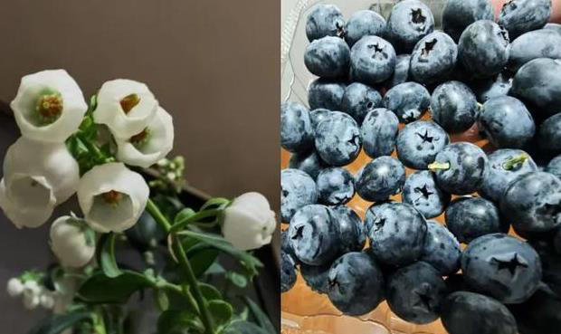 草莓、蓝莓、树莓……这些“莓”果，都是一家吗？