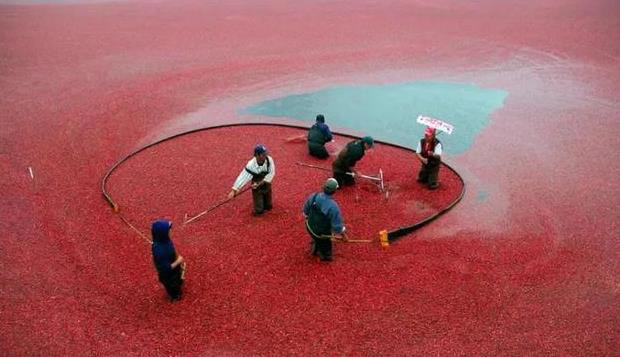 草莓、蓝莓、树莓……这些“莓”果，都是一家吗？