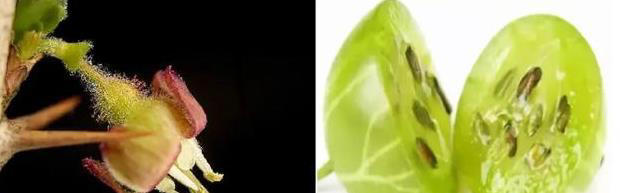 草莓、蓝莓、树莓……这些“莓”果，都是一家吗？