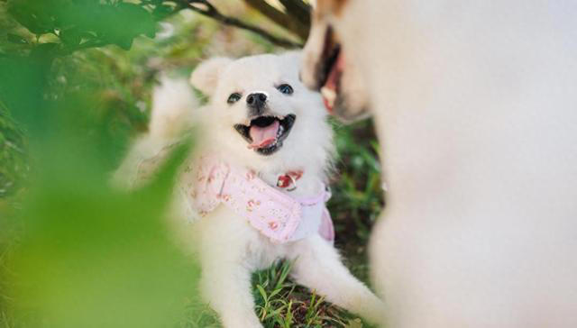 吃狗粮的狗与吃剩饭剩菜的狗，差距真的大吗？