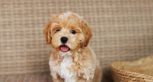 吃狗粮的狗与吃剩饭剩菜的狗，差距真的大吗？