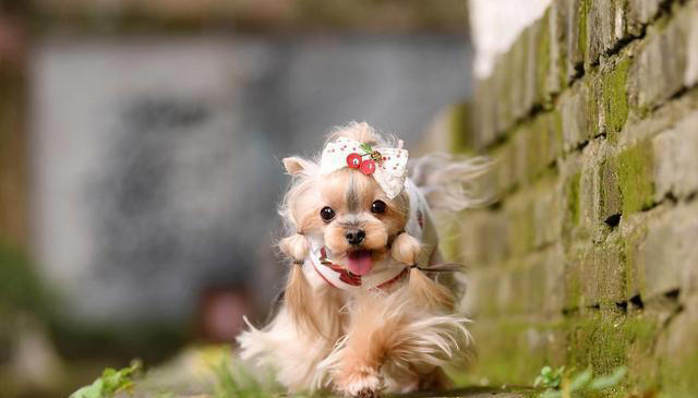 吃狗粮的狗与吃剩饭剩菜的狗，差距真的大吗？