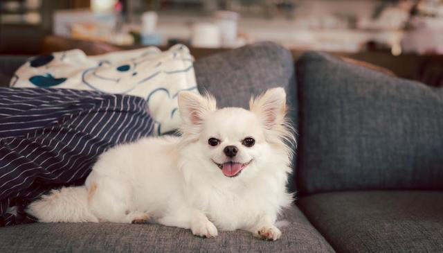 吃狗粮的狗与吃剩饭剩菜的狗，差距真的大吗？