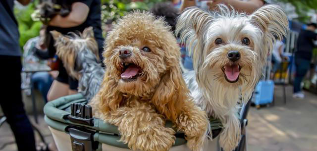 吃狗粮的狗与吃剩饭剩菜的狗，差距真的大吗？