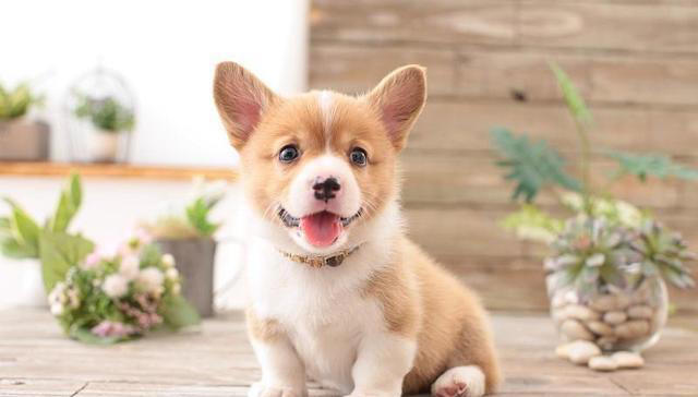 吃狗粮的狗与吃剩饭剩菜的狗，差距真的大吗？