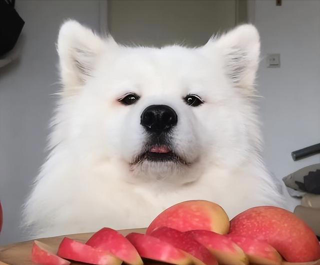 狗狗能吃的8种“人类食物”，只要喂对了，对狗有益处