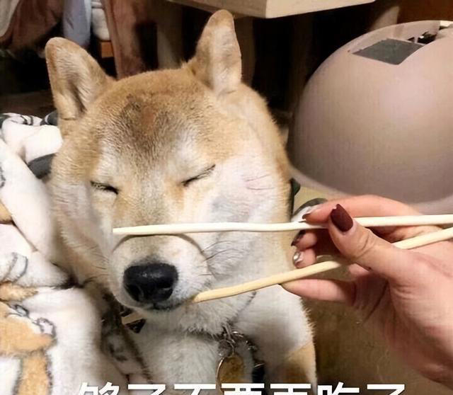 狗狗能吃的8种“人类食物”，只要喂对了，对狗有益处