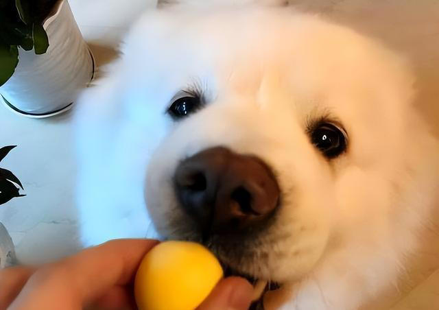 狗狗能吃的8种“人类食物”，只要喂对了，对狗有益处