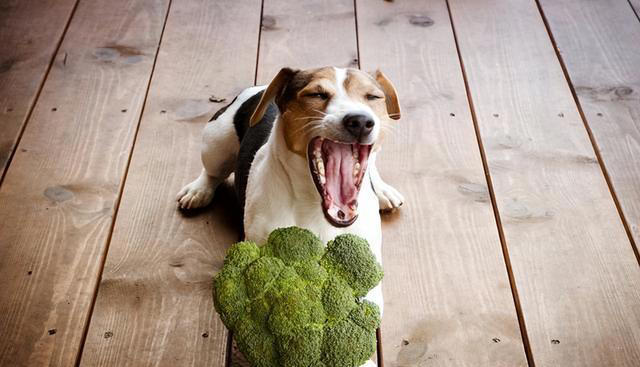 狗狗能吃的8种“人类食物”，只要喂对了，对狗有益处