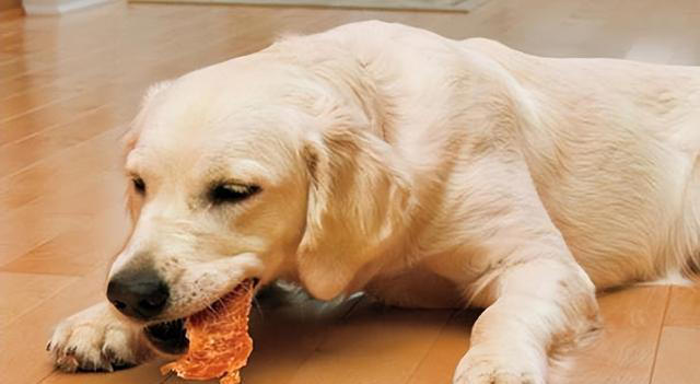 狗狗能吃的8种“人类食物”，只要喂对了，对狗有益处