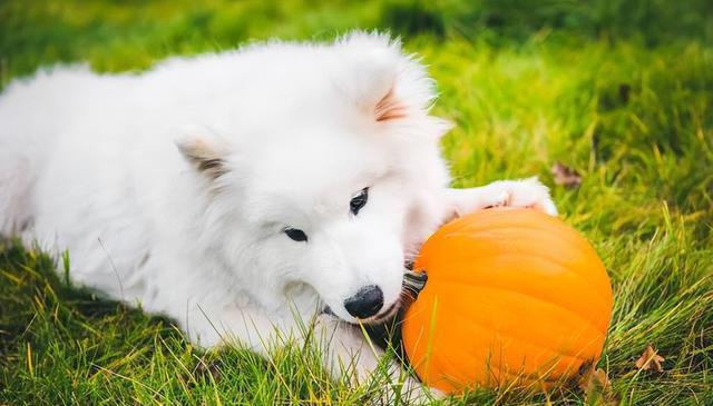 狗狗能吃的8种“人类食物”，只要喂对了，对狗有益处