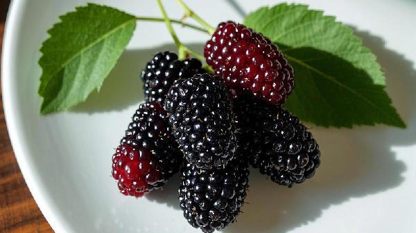 老年人若每天吃点桑葚，用不了多久，这些好处或不请自来